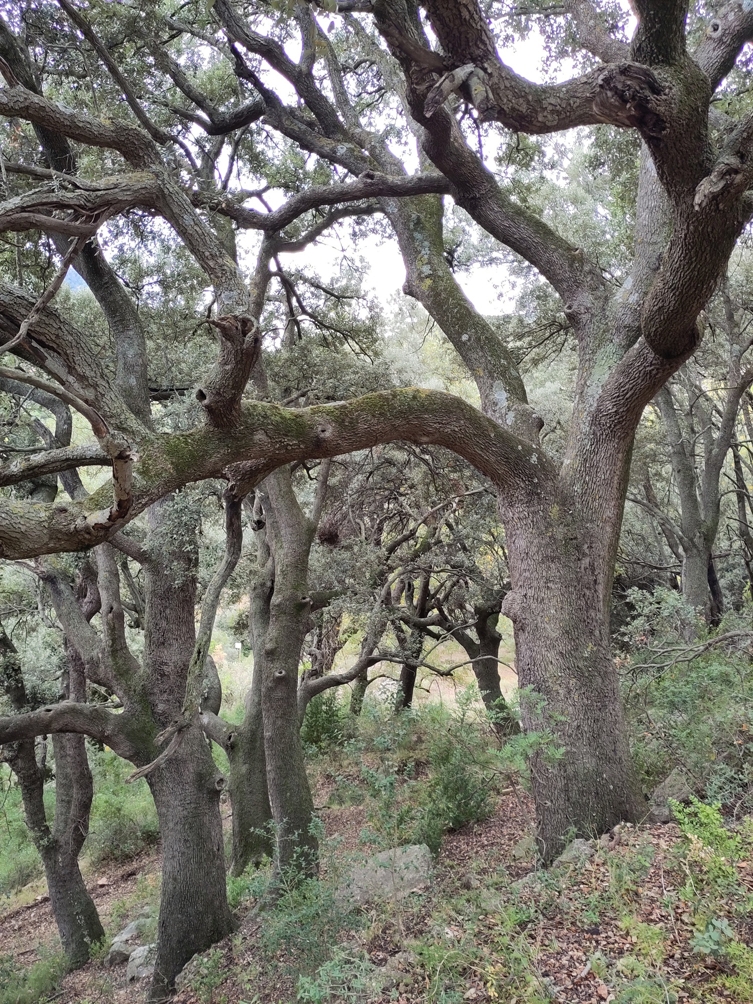 Quercània - Tot comença al bosc